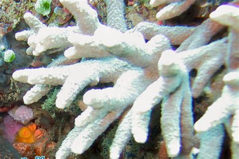 The Robust Staghorn Coral Whats That Fish