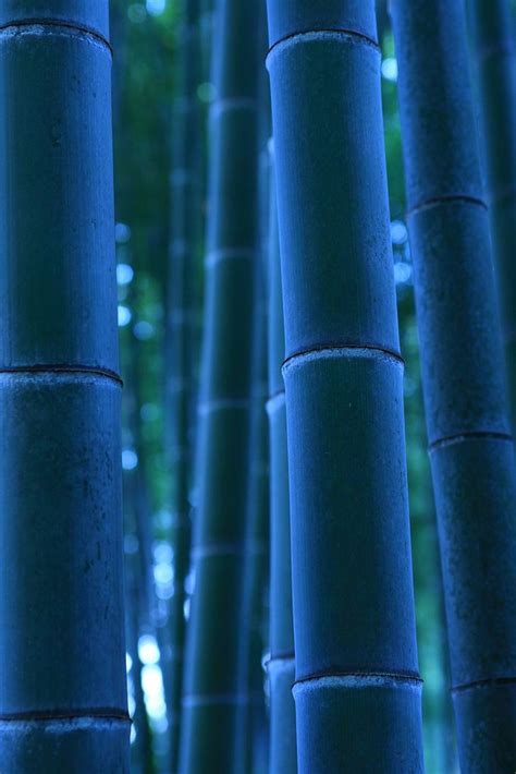 Photo Location Bamboo Forest In Sagano Arashiyama Kyoto November 5