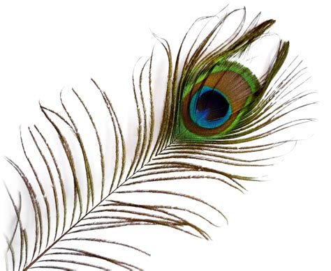 Peacock Feather Png Images png image
