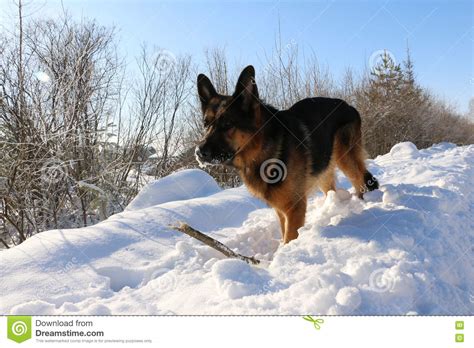 German Shepherd Dog On Snow Stock Photo Image 72368031