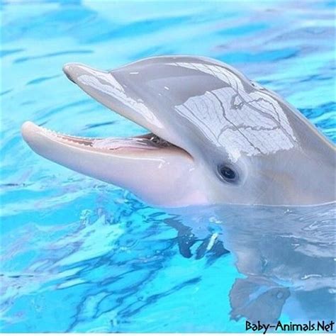 Baby Dolphin Images Babydolphin Cutedolphin Sweetdolphin