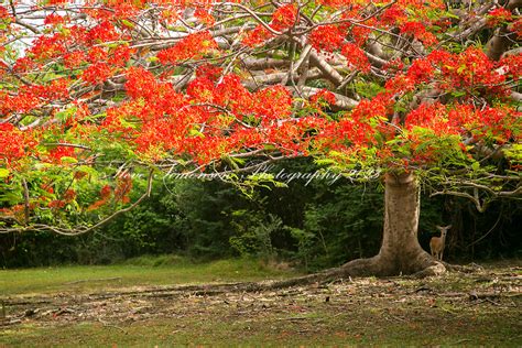 Flamboyant Tree St John Steve Simonsen Photography