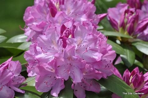 Rhododendron Baursalt Hess Landscape Nursery Finleyville Pennsylvania