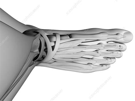 Human Foot Anatomy Illustration Stock Image F0107420 Science