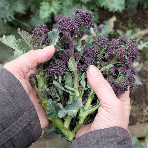 Broccoli Purple Sprouting Early Organic Gardening Catalogue