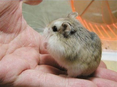 Dwarf Hamsters ~ Hamster Care And Advice