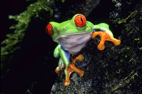 Green Animals Red Eyes Frogs Red Eyed Tree Frog Amphibians Hd
