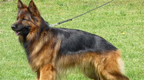 Long Haired German Shepherd Fluffy Coat Gsd Genetics And Puppy Costs