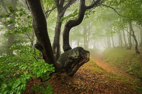 Mysterious Tree By Daniel Řeřicha On 500px Forest Photography Tree