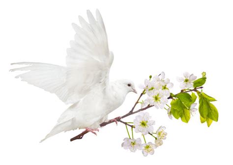 White Dove Stock Photos Pictures And Royalty Free Images Istock