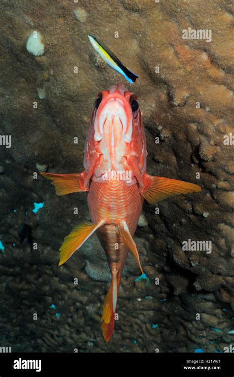 Qz D Sabre Squirrelfish Sargocentron Spiniferum Waiting To Be Cleaned By Bluestreak