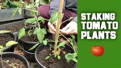 How To Stake Tomato Plants Growing Vegetables On A Budget