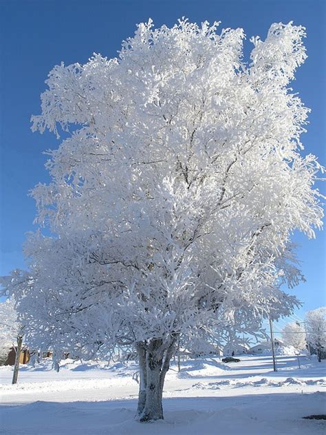 Snow White Tree Beautiful Winter Scenes Winter Pictures Winter