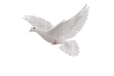 White Dove Animation Bird Gif Gif Animado Gr Tis Picmix