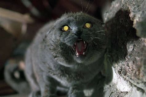 First ‘pet Sematary Photo Reveals Remakes Cute Undead Cat