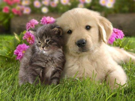 Puppykitty Love With Images Cute Cats And Dogs Kittens And
