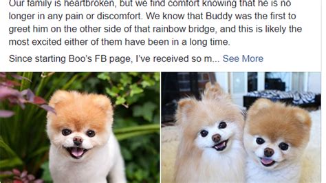 Boo The Pomeranian And Social Media Superstar Dies At 12 Owner Says