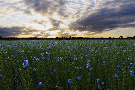 Image Dscf2483 Blue Flower Field By Joe Curtis