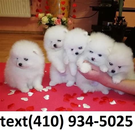 Teacup pomeranian puppies are one of the most extroverted, intelligent, and playful breeds you will ever meet. Super cute Micro mini Teacup pomeranian puppies FOR SALE ADOPTION from Pinellas Florida @ Adpost ...