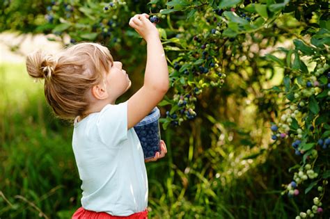Little Preschool Girl Picking Fresh Berries On Blueberry Field Toddler