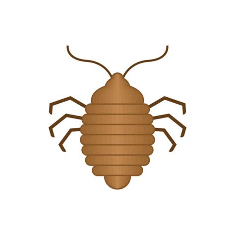 Bed Bug Bites Illustrations Royalty Free Vector Graphics