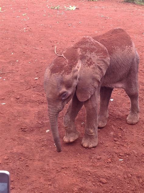 Pin On Orphaned Baby Elephant