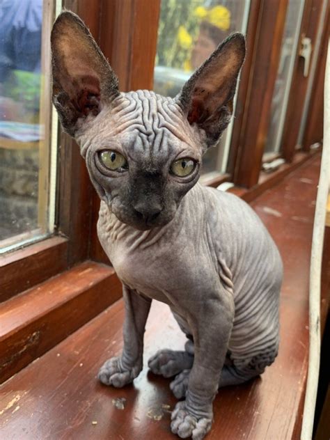 Sphynx Cats For Sale Billings Mt 296848 Petzlover