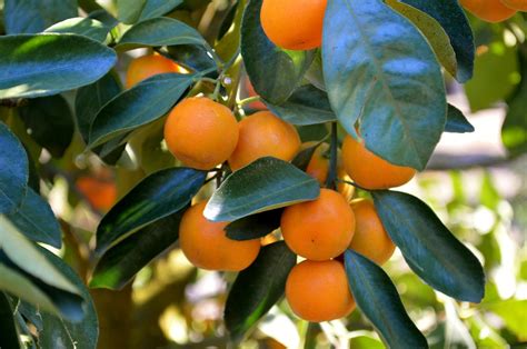 Tangerine Citrus Reticulata Freund Flowering Trees Inc