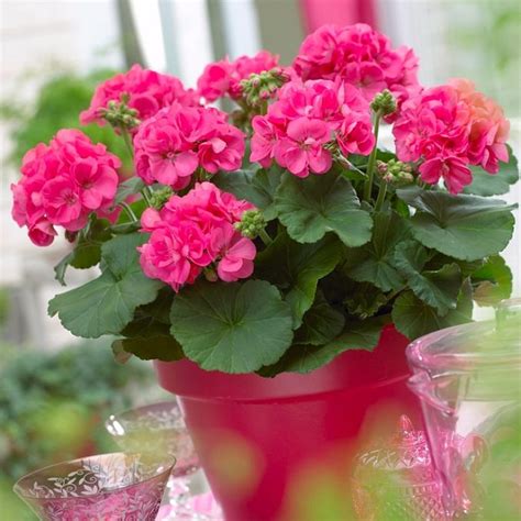 22 Best Flowers for Full Sun | Heat Tolerant Flowers for ...