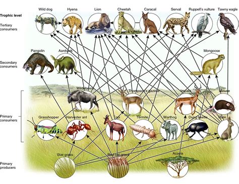 Food Web The Savanna Biome