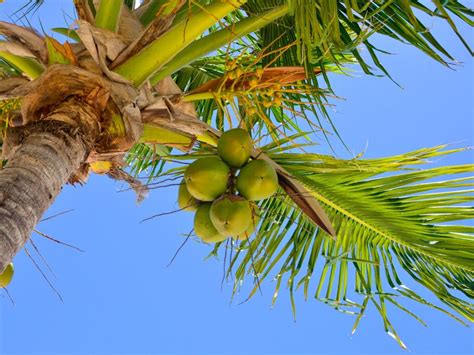 Coconut Tree Dying Learn About And Treat Different Kinds Of Coconut