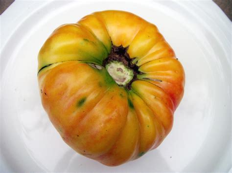 Williams Striped Tomato 016 G Southern Exposure Seed Exchange