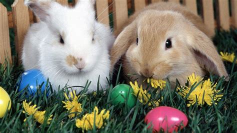 Easter Animals Wallpapers Wallpaper Cave
