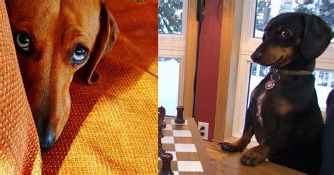 12 Cute Expressions Every Dachshund Parent Will Instantly Recognise