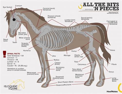 Hoofnotes Infographic Equine Anatomy Part 1 Horse Anatomy Horses