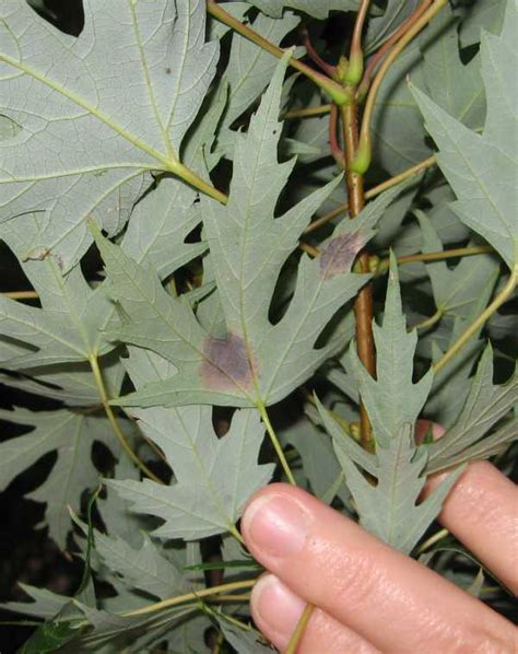 Leaf Spot Diseases Of Shade Trees And Ornamentals