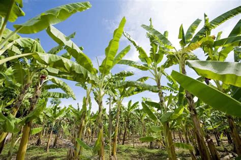 How To Start Banana Farming In The Usa A Step By Step Guide To