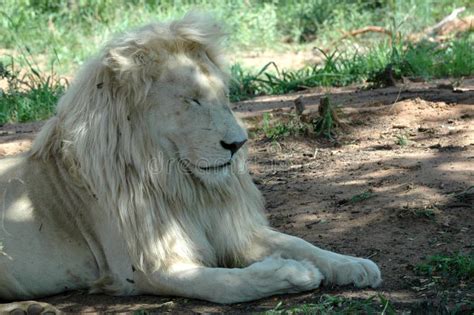 Leão Branco Foto De Stock Imagem De Raro Predador Genética 483618
