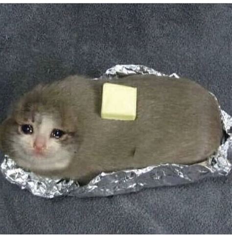 Baked Potato Cats Know Your Meme