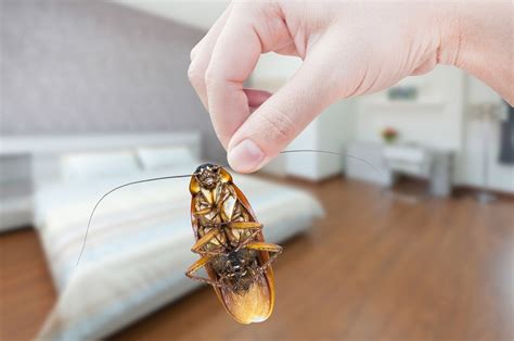Can Cockroaches Climb Into Your Bed Pest Phobia