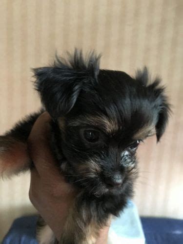 Morkie… that's such a cool name for a dog breed! Morkie Sale Michigan (1) | Hoobly.US