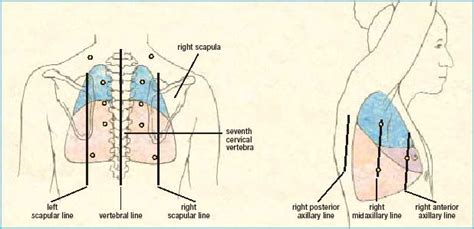 Auscultation Points For Lung Lobes Posterior Right Side