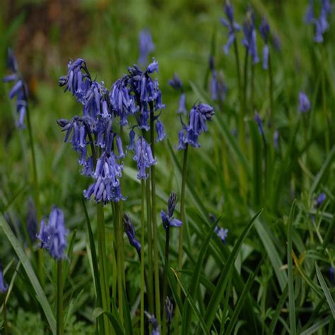 English Bluebell Bulbs Hyacinthoides Non Scripta Uk Native