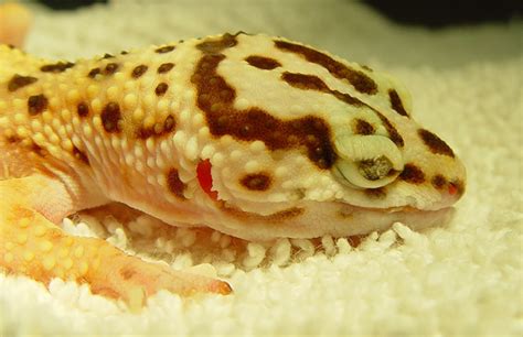 How often do you meet your friends? Leopard Gecko Health Concern - Why Gecko Eat Substrate ...