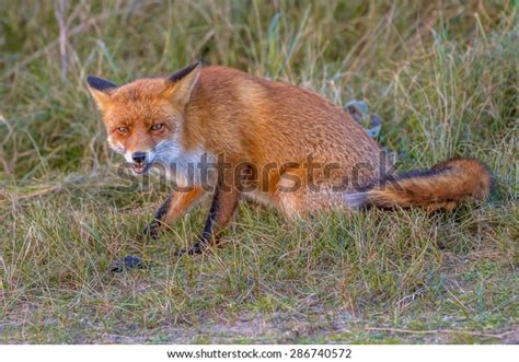 Image Aggressive Red Fox Ready Attack Stock Photo Edit Now 286740572