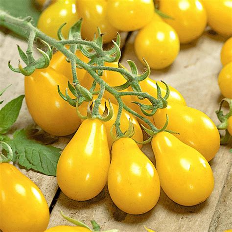 Tomato Yellow Pear Organic Heirloom 25 Seeds Lilys Garden Store