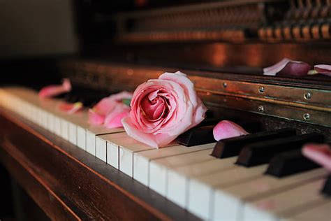 Best Piano Rose Keyboard Instrument Single Rose Stock Photos Pictures