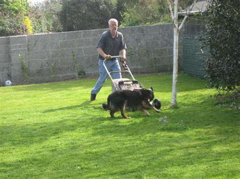Mowing The Lawn With Timmy The Dog Hemba Flickr