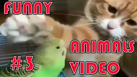 Funny Animals 2020 Try Not To Laugh 100 Worth To Watch Youtube