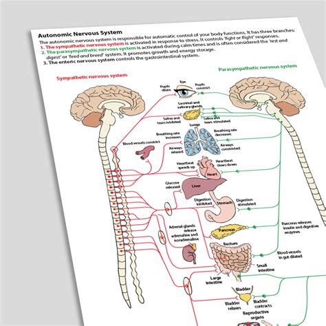 Autonomic Nervous System Autonomic Nervous System Worksheet Flashcards